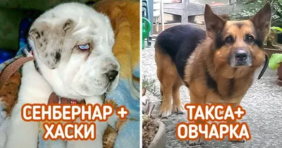 Метисы собак разных пород фото фотографии