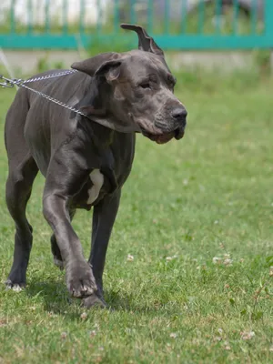 Черный метцнер из романа Ю Несбе «Спаситель» | Pet4Me.ru