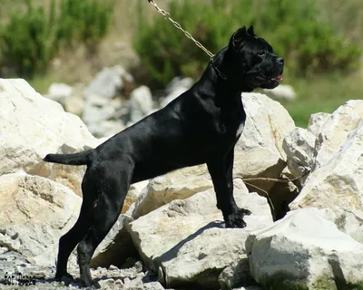Черный метцнер порода собак - 72 фото
