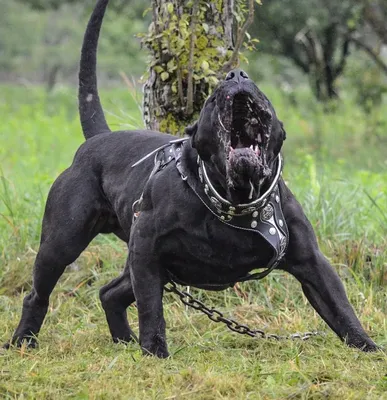 Черный метцнер собака (62 фото) - картинки sobakovod.club