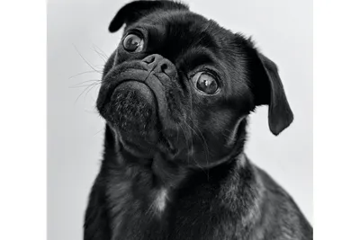 Порода собак черный Метцнер (67 фото)