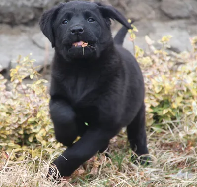 Черный метцнер из романа Ю Несбе «Спаситель» | Pet4Me.ru