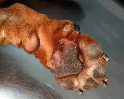 Дерматит у собак - лечение, фото и причины | Виды | Pet-Yes