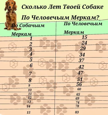 5 советов как защитить лапы собаки зимой