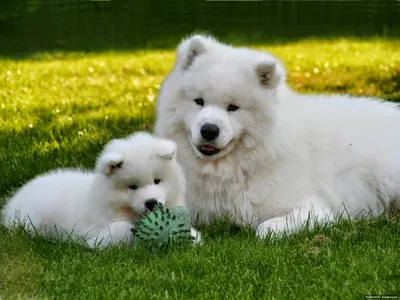 Белая пушистая собака самоед (32 фото) | Мемы про собак, Пушистые собаки,  Самоедская лайка