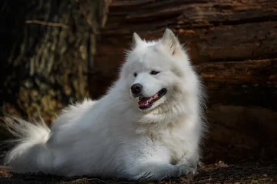 О породе Самоедская собака - Samville Samoyeds