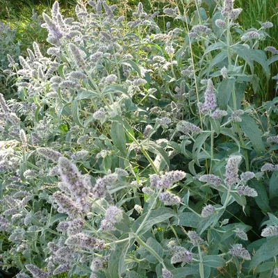 Мята длиннолистная Silver Form - Мята - GardenPlants