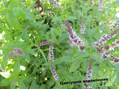 Мята длиннолистная (Mentha longifolia) Stock Photo | Adobe Stock