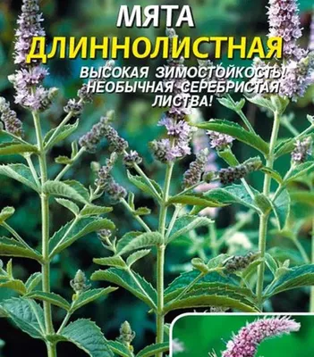 Мята длиннолистная (Mentha longifolia)