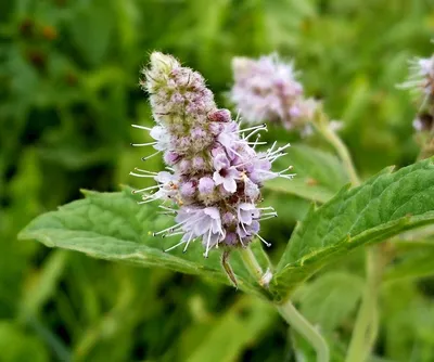 Мята длиннолистная (Mentha longifolia Silver Form)