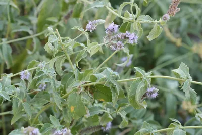 Мята длиннолистная Mentha longifolia