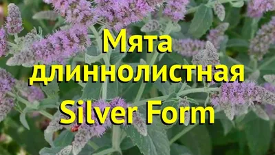 Mentha longifolia, Mentha sylvestris / Мята длиннолистная … | Flickr