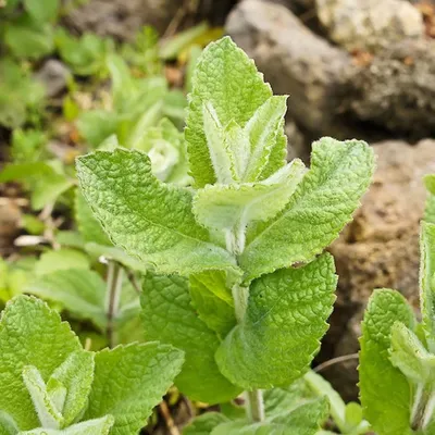 Мята длиннолистная (Mentha longifolia) Stock Photo | Adobe Stock