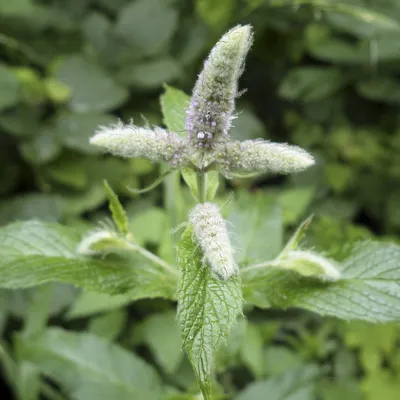 Mentha longifolia (L.) Huds., Мята длиннолистная (Прованс, Франция) -  Pl@ntNet identify