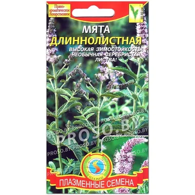 Мята длиннолистная (Mentha longifolia Silver Form)