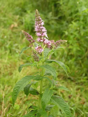 Мята длиннолистная (Mentha longifolia) Stock Photo | Adobe Stock