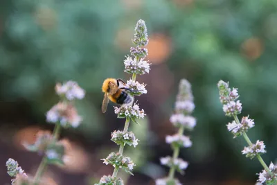 Молодая Длиннолистная Мята Mentha Longifolia Растение — стоковые фотографии  и другие картинки Без людей - iStock