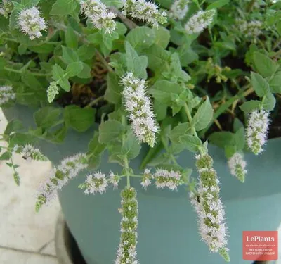 MacroID.RU - Mentha longifolia