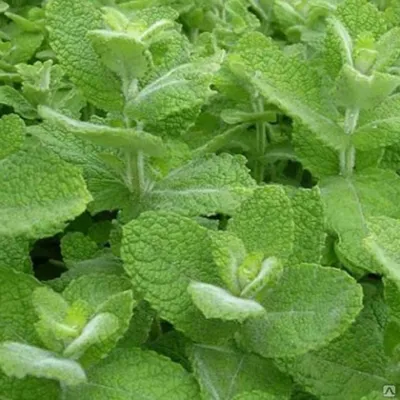 Mentha longifolia (L.) L. Мята длиннолистная — Planta Medica