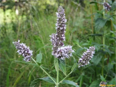 Мята длиннолистная (Mentha longifolia) — описание, выращивание, фото | на  LePlants.ru