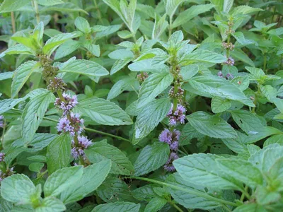 Мята яблочная Помо Петит (Mentha Pomo Petite) купить в спб лисий нос  Беговая Приморский район Черная речка