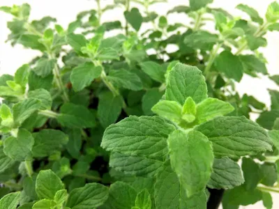 Мята душистая \"Mentha\" купить по цене цена по запросу от питомника саженцев  и растений Центросад | Фото и консультация по уходу