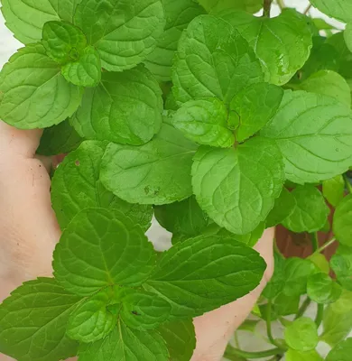 Mentha piperita 'Lemon Fresh', Мята перечная лимонная|landshaft.info