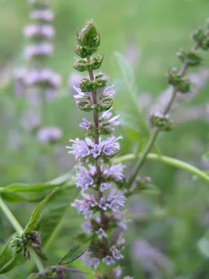 Мята перечная \"Garden Mint\" купить в питомнике растений с доставкой по  Москве, Московской области и России, рассада, выращивание, посадка и уход