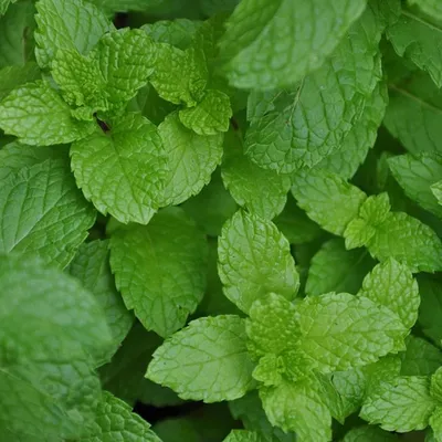 Мята колосистая (Mentha Spicata)