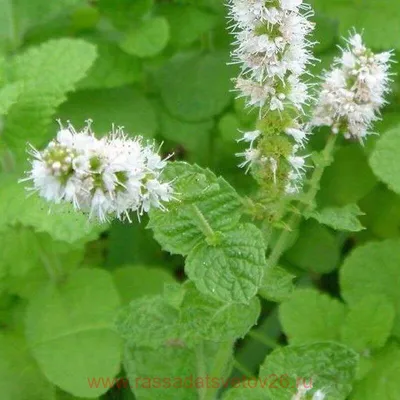 Мята колосистая \"Moroccan Mint\"