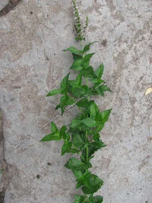 Мята колосистая Almira - Мята - GardenPlants