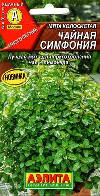 Мята колосистая, или Мята садовая / лат. Méntha spicáta - «Используем мяту  каждый день. Растёт, почти как сорняк, а пользы много. » | отзывы
