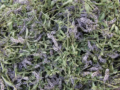 Мята колосистая - 1200 семена - Mentha spicata – Garden Seeds Market |  Бесплатная доставка