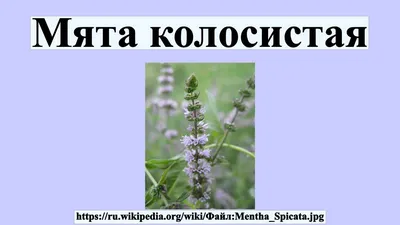 Mentha spicata L., Мята колосистая (World flora) - Pl@ntNet identify