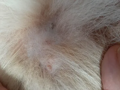 Малассезиозный дерматит у собак — Ветеринарные центры малотравматичной  хирургии и комплексного восстановления Лебеди