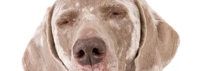 В Индии у бродячих собак нашли устойчивый к лекарствам грибок - РИА  Новости, 09.07.2023