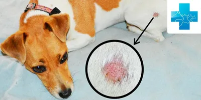 JF: в Индии у бездомных собак обнаружили смертельный для человека грибок -  Российская газета