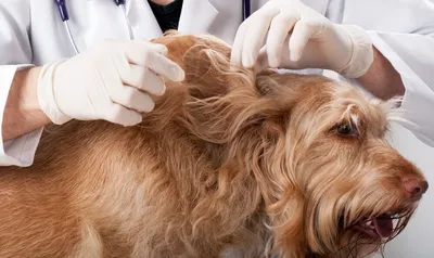 Показания к операции холецистэктомии у собак