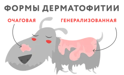 Саркоптоз у собак: симптомы и лечение - ветеринарный центр Прайд, Спб