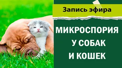 Спрей для кошек и собак \"Фунгин Форте\" для лечения стригущего лишая и  грибковых заболеваний – купить в интернет-магазине «ЗооГрад»