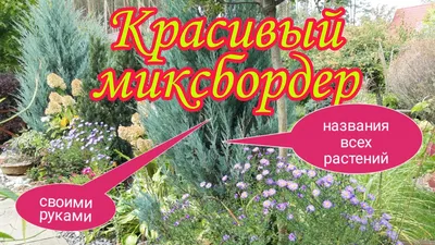 Миксбордер (105 фото): как создать цветник из многолетних растений, что это  такое? Схемы посадки для украшения ландшафтного дизайна участка