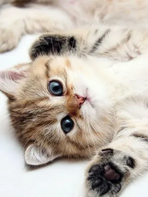 Милашные котики - картинки и фото koshka.top