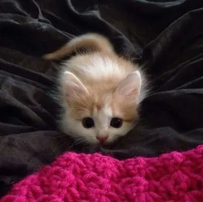 Набор тетрадей \"Пушистые котики\" Эксмо - «Ну что за прелесть! 😍 Милашные  котики к первому сентября! Порадуют и взрослых и детей😻» | отзывы