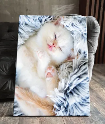 3d милые кошки для календаря с изображениями кошки. Иллюстрация штока -  иллюстрации насчитывающей цифрово, художничества: 274964323