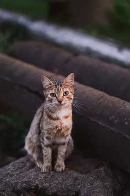 Забавные милые Мультяшные наклейки с животными, котами, 10/30/50/100 шт.,  наклейки для ноутбука, скрапбукинга, чемодана, дневника, детской игрушки |  AliExpress