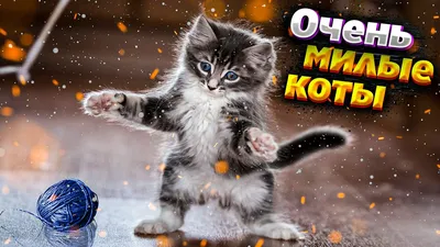 Милые коты, люди любя и целуя кота, самые красивые глаза большой кошки,  Стоковое Изображение - изображение насчитывающей конструкции, притяжка:  95610369