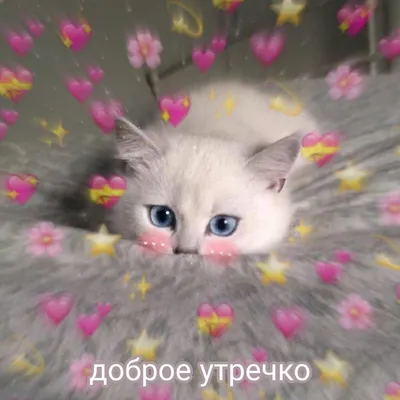 Создать мем \"котики с сердечками, милые котики, котик пушистый\" - Картинки  - Meme-arsenal.com