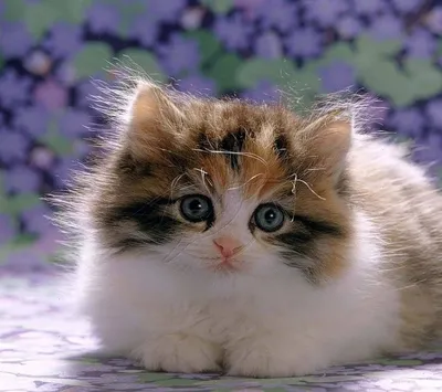 Пазл «Милые котики», 54 элемента (7691762) - Купить по цене от 23.40 руб. |  Интернет магазин SIMA-LAND.RU