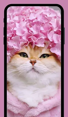Чехол-книжка на Samsung Galaxy A54 5G \"Милые котики\" золотистый, купить в  Москве, цены в интернет-магазинах на Мегамаркет