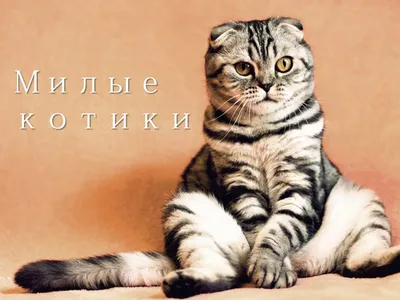 Милые котики (100 наклеек): купить книгу в Алматы | Интернет-магазин Meloman